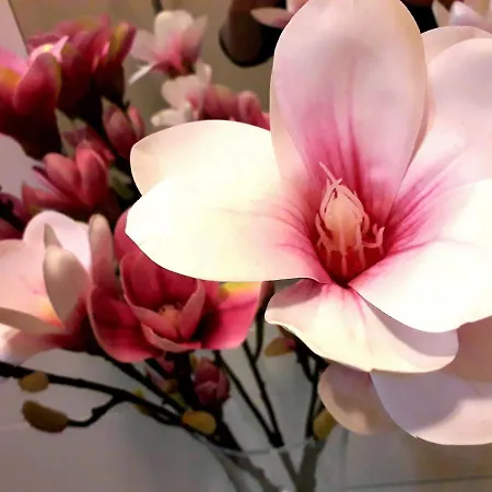 Mercedes בולוניה