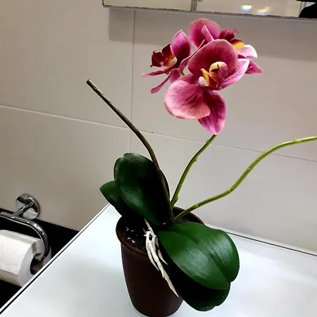 לינה וארוחת בוקר Mercedes בולוניה