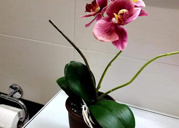 Frühstückspension Mercedes Bologna